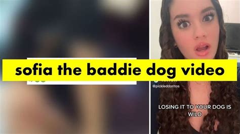 sophie the baddie dog|The True Tale Behind The Sofia The Baddie Video。